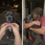Pitbull trovato solo sul marciapiede, la targhetta rivela chi lo stava aspettando