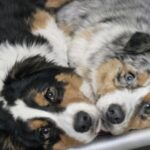 Due cani destinati all’eutanasia vengono adottati insieme poche ore prima
