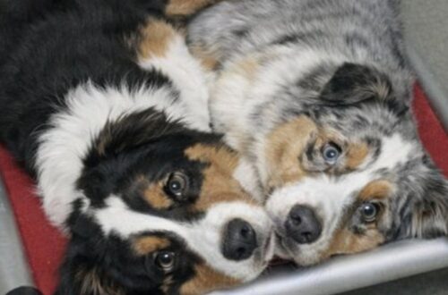 Rocco e Naya, coppia inseparabile ospitata in un rifugio, hanno trovato casa alla vigilia dell’eutanasia già programmata.