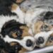 Rocco e Naya, coppia inseparabile ospitata in un rifugio, hanno trovato casa alla vigilia dell’eutanasia già programmata.