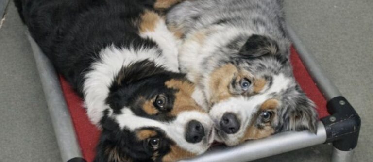 Rocco e Naya, coppia inseparabile ospitata in un rifugio, hanno trovato casa alla vigilia dell’eutanasia già programmata.