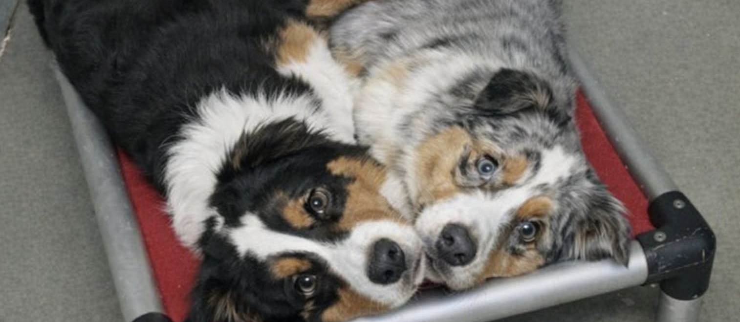 Rocco e Naya, coppia inseparabile ospitata in un rifugio, hanno trovato casa alla vigilia dell’eutanasia già programmata.