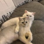 Il gatto torna a casa con un randagio e convince la famiglia ad adottarlo