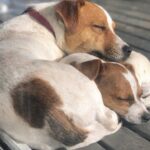Rimasta sola dopo 32 anni, adotta due cani anziani che nessuno voleva