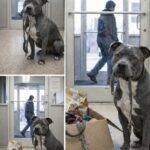 Pitbull restituito quattro volte trova casa: dopo sei mesi nessun comportamento aggressivo