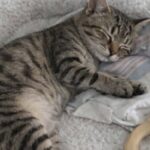 Il primo giorno nella nuova casa, il gattino si addormenta finalmente al sicuro