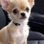 Il chihuahua lascia il rifugio, ma durante il viaggio teme di essere abbandonato ancora