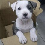 Cucciolo di pitbull abbandonato in una scatola trova una nuova casa