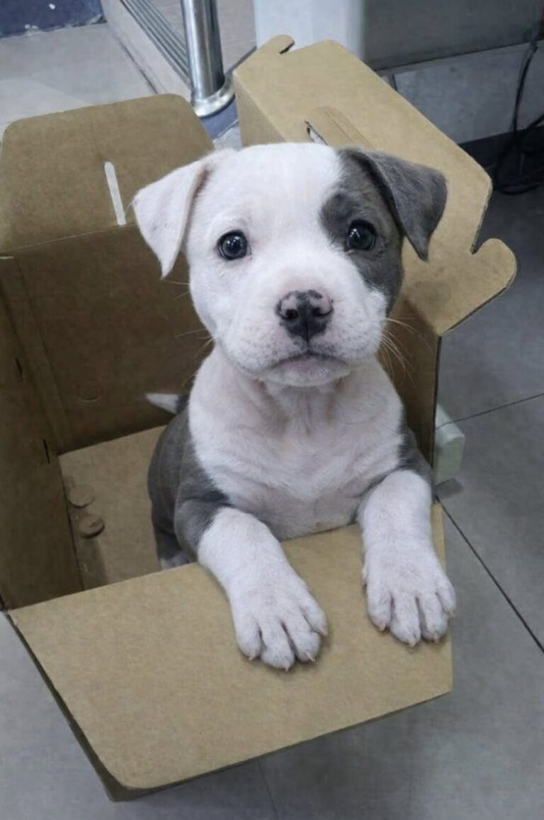 Il cane, lasciato senza cibo né coperta, è stato soccorso da una donna che ha deciso di occuparsi di lui.