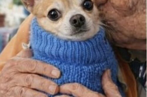 A 83 anni adotta Theo, Chihuahua sedicenne rifiutato perché troppo anziano Martina ha accolto un cane che nessuno voleva più. In pochi giorni, Theo ha cambiato il ritmo della sua casa e delle sue giornate. A 83 anni, Martina era convinta che la parte restante della sua vita sarebbe trascorsa in una casa sempre più silenziosa. Le giornate scorrevano senza grandi cambiamenti, fino alla sera in cui, consultando il sito di un rifugio per animali in Florida, si fermò davanti alla fotografia di un piccolo Chihuahua. Il cane si chiamava Theo. Aveva 16 anni, indossava un maglioncino blu e fissava l’obiettivo con un’espressione stanca. La sua storia, però, colpì Martina più dell’immagine. La precedente famiglia aveva chiesto che venisse soppresso soltanto a causa dell’età. Il rifugio aveva rifiutato, ma nelle tre settimane successive nessuno si era presentato per adottarlo. Nessuna visita, nessuna domanda, nessuna disponibilità concreta. Theo restava nel rifugio senza richieste Quando Martina telefonò alla struttura, dall’altra parte rispose una donna che le descrisse con cautela le condizioni del cane. “Si sta spegnendo,” mi ha detto. “Sta iniziando a perdere la speranza.” La risposta arrivò senza esitazione. “Per favore non trasferitelo da nessuna parte,” ho risposto. “Sto arrivando subito.” Due ore dopo, Martina era davanti al box di Theo. Il Chihuahua non abbaiò e non mostrò particolare agitazione. Si mosse lentamente, appoggiando le zampe con attenzione, fino a raggiungere la donna. Poi si fermò accanto alla sua gamba e vi si appoggiò con il corpo. Fu sufficiente quel gesto. L’adozione venne completata nello stesso giorno. L’arrivo nella nuova casa La prima sera, Theo mangiò un pasto completo dopo diversi giorni di scarso appetito. Subito dopo raggiunse il divano, si sistemò accanto a Martina e si addormentò con la testa poggiata sul suo braccio. Il piccolo maglione blu era ancora quello indossato al rifugio. Nei giorni seguenti, il cane cominciò a muoversi sempre più spesso per casa. Seguiva Martina dalla cucina al soggiorno, controllando continuamente dove si trovasse. Nonostante l’età avanzata, cercava di mantenersi vicino a lei in ogni momento della giornata. Nel giro di una settimana, quella presenza era diventata una nuova abitudine. La casa che fino a poco tempo prima appariva vuota aveva ritrovato rumori, movimenti e orari diversi. Theo aspettava i pasti, cercava un posto sul divano e si spostava lentamente dietro alla sua nuova proprietaria. Il Chihuahua sedicenne che ha cambiato le giornate di Martina Ogni mattina, prima dell’alba, Theo si sistema vicino al letto e aspetta che Martina si svegli. Non abbaia e non cerca di richiamarla con insistenza. Resta seduto in silenzio, mantenendo lo sguardo verso di lei. Molte persone, ascoltando la storia, dicono a Martina che ha salvato un cane anziano destinato a essere dimenticato. Lei, però, descrive quella scelta in modo diverso. “È stato Theo a salvare me.” L’arrivo del Chihuahua ha modificato una quotidianità segnata dalla solitudine. La presenza del cane ha riempito gli spazi della casa e restituito a Martina una compagnia costante. “Ha riportato calore nella mia casa silenziosa… e anche nel mio cuore.”