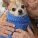 A 83 anni adotta Theo, Chihuahua sedicenne rifiutato perché troppo anziano Martina ha accolto un cane che nessuno voleva più. In pochi giorni, Theo ha cambiato il ritmo della sua casa e delle sue giornate. A 83 anni, Martina era convinta che la parte restante della sua vita sarebbe trascorsa in una casa sempre più silenziosa. Le giornate scorrevano senza grandi cambiamenti, fino alla sera in cui, consultando il sito di un rifugio per animali in Florida, si fermò davanti alla fotografia di un piccolo Chihuahua. Il cane si chiamava Theo. Aveva 16 anni, indossava un maglioncino blu e fissava l’obiettivo con un’espressione stanca. La sua storia, però, colpì Martina più dell’immagine. La precedente famiglia aveva chiesto che venisse soppresso soltanto a causa dell’età. Il rifugio aveva rifiutato, ma nelle tre settimane successive nessuno si era presentato per adottarlo. Nessuna visita, nessuna domanda, nessuna disponibilità concreta. Theo restava nel rifugio senza richieste Quando Martina telefonò alla struttura, dall’altra parte rispose una donna che le descrisse con cautela le condizioni del cane. “Si sta spegnendo,” mi ha detto. “Sta iniziando a perdere la speranza.” La risposta arrivò senza esitazione. “Per favore non trasferitelo da nessuna parte,” ho risposto. “Sto arrivando subito.” Due ore dopo, Martina era davanti al box di Theo. Il Chihuahua non abbaiò e non mostrò particolare agitazione. Si mosse lentamente, appoggiando le zampe con attenzione, fino a raggiungere la donna. Poi si fermò accanto alla sua gamba e vi si appoggiò con il corpo. Fu sufficiente quel gesto. L’adozione venne completata nello stesso giorno. L’arrivo nella nuova casa La prima sera, Theo mangiò un pasto completo dopo diversi giorni di scarso appetito. Subito dopo raggiunse il divano, si sistemò accanto a Martina e si addormentò con la testa poggiata sul suo braccio. Il piccolo maglione blu era ancora quello indossato al rifugio. Nei giorni seguenti, il cane cominciò a muoversi sempre più spesso per casa. Seguiva Martina dalla cucina al soggiorno, controllando continuamente dove si trovasse. Nonostante l’età avanzata, cercava di mantenersi vicino a lei in ogni momento della giornata. Nel giro di una settimana, quella presenza era diventata una nuova abitudine. La casa che fino a poco tempo prima appariva vuota aveva ritrovato rumori, movimenti e orari diversi. Theo aspettava i pasti, cercava un posto sul divano e si spostava lentamente dietro alla sua nuova proprietaria. Il Chihuahua sedicenne che ha cambiato le giornate di Martina Ogni mattina, prima dell’alba, Theo si sistema vicino al letto e aspetta che Martina si svegli. Non abbaia e non cerca di richiamarla con insistenza. Resta seduto in silenzio, mantenendo lo sguardo verso di lei. Molte persone, ascoltando la storia, dicono a Martina che ha salvato un cane anziano destinato a essere dimenticato. Lei, però, descrive quella scelta in modo diverso. “È stato Theo a salvare me.” L’arrivo del Chihuahua ha modificato una quotidianità segnata dalla solitudine. La presenza del cane ha riempito gli spazi della casa e restituito a Martina una compagnia costante. “Ha riportato calore nella mia casa silenziosa… e anche nel mio cuore.”