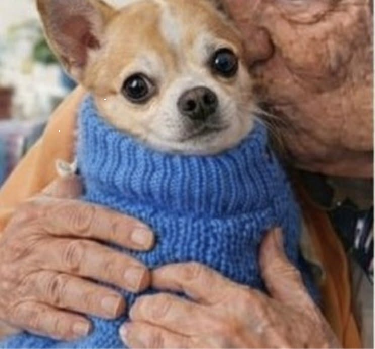 A 83 anni adotta Theo, Chihuahua sedicenne rifiutato perché troppo anziano Martina ha accolto un cane che nessuno voleva più. In pochi giorni, Theo ha cambiato il ritmo della sua casa e delle sue giornate. A 83 anni, Martina era convinta che la parte restante della sua vita sarebbe trascorsa in una casa sempre più silenziosa. Le giornate scorrevano senza grandi cambiamenti, fino alla sera in cui, consultando il sito di un rifugio per animali in Florida, si fermò davanti alla fotografia di un piccolo Chihuahua. Il cane si chiamava Theo. Aveva 16 anni, indossava un maglioncino blu e fissava l’obiettivo con un’espressione stanca. La sua storia, però, colpì Martina più dell’immagine. La precedente famiglia aveva chiesto che venisse soppresso soltanto a causa dell’età. Il rifugio aveva rifiutato, ma nelle tre settimane successive nessuno si era presentato per adottarlo. Nessuna visita, nessuna domanda, nessuna disponibilità concreta. Theo restava nel rifugio senza richieste Quando Martina telefonò alla struttura, dall’altra parte rispose una donna che le descrisse con cautela le condizioni del cane. “Si sta spegnendo,” mi ha detto. “Sta iniziando a perdere la speranza.” La risposta arrivò senza esitazione. “Per favore non trasferitelo da nessuna parte,” ho risposto. “Sto arrivando subito.” Due ore dopo, Martina era davanti al box di Theo. Il Chihuahua non abbaiò e non mostrò particolare agitazione. Si mosse lentamente, appoggiando le zampe con attenzione, fino a raggiungere la donna. Poi si fermò accanto alla sua gamba e vi si appoggiò con il corpo. Fu sufficiente quel gesto. L’adozione venne completata nello stesso giorno. L’arrivo nella nuova casa La prima sera, Theo mangiò un pasto completo dopo diversi giorni di scarso appetito. Subito dopo raggiunse il divano, si sistemò accanto a Martina e si addormentò con la testa poggiata sul suo braccio. Il piccolo maglione blu era ancora quello indossato al rifugio. Nei giorni seguenti, il cane cominciò a muoversi sempre più spesso per casa. Seguiva Martina dalla cucina al soggiorno, controllando continuamente dove si trovasse. Nonostante l’età avanzata, cercava di mantenersi vicino a lei in ogni momento della giornata. Nel giro di una settimana, quella presenza era diventata una nuova abitudine. La casa che fino a poco tempo prima appariva vuota aveva ritrovato rumori, movimenti e orari diversi. Theo aspettava i pasti, cercava un posto sul divano e si spostava lentamente dietro alla sua nuova proprietaria. Il Chihuahua sedicenne che ha cambiato le giornate di Martina Ogni mattina, prima dell’alba, Theo si sistema vicino al letto e aspetta che Martina si svegli. Non abbaia e non cerca di richiamarla con insistenza. Resta seduto in silenzio, mantenendo lo sguardo verso di lei. Molte persone, ascoltando la storia, dicono a Martina che ha salvato un cane anziano destinato a essere dimenticato. Lei, però, descrive quella scelta in modo diverso. “È stato Theo a salvare me.” L’arrivo del Chihuahua ha modificato una quotidianità segnata dalla solitudine. La presenza del cane ha riempito gli spazi della casa e restituito a Martina una compagnia costante. “Ha riportato calore nella mia casa silenziosa… e anche nel mio cuore.”