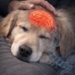 Quando un cane sta per morire, la presenza del proprietario può diventare il suo ultimo conforto
