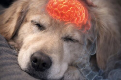 Negli ultimi momenti, la voce, l’odore e la vicinanza della persona amata possono aiutare il cane a sentirsi protetto e meno solo.