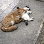 Volpe e gatto trovati insieme per strada, il rifugio decide di non separarli