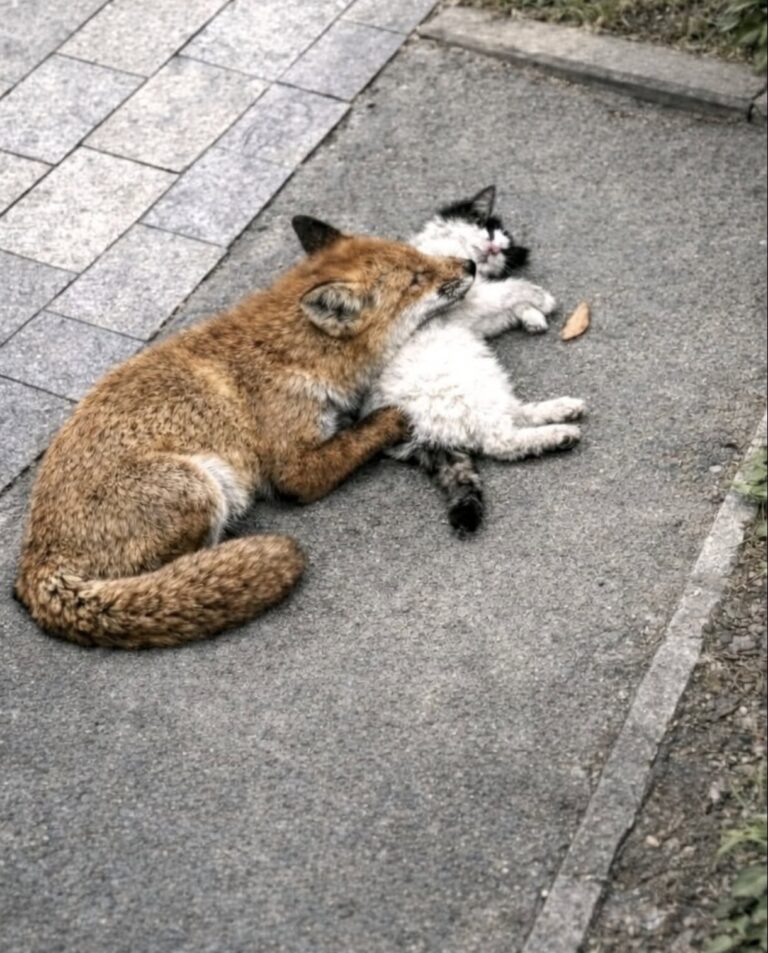 Volpe e gatto trovati insieme per strada, il rifugio decide di non separarli Il felino era ferito e la volpe gli restava accanto. Dopo il recupero, sono stati accolti nella stessa casa. Vivevano per strada e si muovevano sempre insieme. Una volpe e un gatto, appartenenti a specie diverse, avevano costruito un rapporto insolito per affrontare le difficoltà quotidiane. Il felino era ferito e appariva più vulnerabile. La volpe, più grande e resistente, rimaneva quasi sempre al suo fianco. Gli permetteva di riposare vicino a sé e, durante le ore più fredde, restava vigile nell’ambiente circostante. Il loro comportamento ha attirato l’attenzione di alcuni soccorritori, che hanno compreso rapidamente di trovarsi davanti a una situazione particolare. Il gatto ferito riceve le prime cure Dopo il recupero, entrambi gli animali sono stati trasferiti in una struttura protetta. Il gatto è stato sottoposto immediatamente a visita veterinaria e ha ricevuto le cure necessarie per le ferite riportate. Durante i primi giorni, i volontari hanno provato a sistemare i due animali in spazi separati, sia per ragioni di sicurezza sia per consentire al felino di riprendersi. La separazione, però, ha provocato una reazione evidente. La volpe appariva agitata e continuava a cercare il gatto. Anche il felino mostrava irrequietezza e sembrava tranquillizzarsi soltanto quando riusciva a percepire nuovamente la sua presenza. Il legame tra la volpe e il gatto sorprende i volontari Con il passare del tempo, il rapporto tra i due è diventato sempre più chiaro. Non si trattava di una semplice convivenza occasionale, ma di un legame costruito durante la permanenza in strada. La volpe aveva assunto un comportamento protettivo nei confronti del gatto ferito. Il felino, a sua volta, cercava costantemente la sua vicinanza e mostrava maggiore calma quando poteva riposare accanto a lei. Per questo motivo, il rifugio ha deciso di evitare una separazione definitiva e di cercare una sistemazione in grado di accogliere entrambi. L’adozione congiunta dopo il recupero La ricerca non era semplice. Accogliere contemporaneamente una volpe e un gatto richiedeva spazi adeguati, competenze specifiche e la disponibilità a rispettare le diverse esigenze dei due animali. Dopo un periodo di attesa, una persona si è resa disponibile a prendersi cura di entrambi, garantendo loro una sistemazione stabile. Il gatto ha così potuto proseguire la convalescenza senza perdere la presenza della compagna che lo aveva protetto durante la vita in strada. La volpe, allo stesso tempo, non è stata allontanata dall’animale con cui aveva condiviso il periodo più difficile. I due hanno lasciato il rifugio insieme, mantenendo il rapporto che aveva permesso loro di affrontare freddo, fame e pericoli.