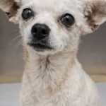 Chihuahua di 12 anni resta al rifugio finché una donna decide di adottarla