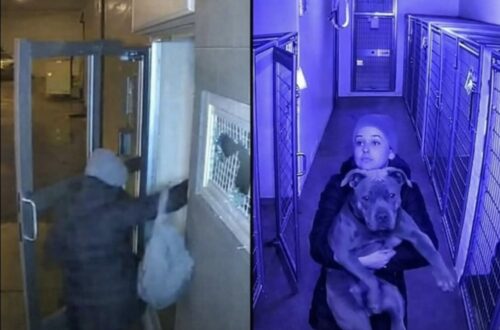 La donna aveva cercato Max per mesi. Il cane era stato consegnato dall’ex compagno e rischiava di essere abbattuto il giorno successivo.