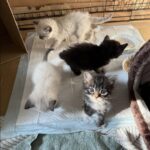 Nutre una gatta randagia e scopre che nasconde un’intera cucciolata