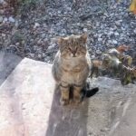 Bob arriva sul portico ogni mattina e reclama la colazione con miagolii e zampate