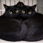 Porta coperte al rifugio e torna a casa con due gatti inseparabili