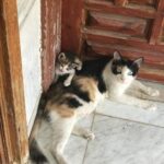 Entrano al rifugio per un solo gatto, adottano due sorelline inseparabili