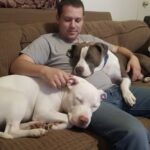 Accolgono due Pitbull in stallo, dopo otto settimane decidono di adottarli