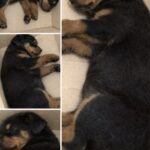 Rottweiler picchiato e lasciato con undici ossa rotte, oggi torna a correre