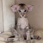Abbandonato per le sue orecchie, il gatto trova finalmente una casa