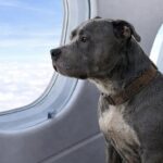 Passeggero protesta per Brutus, ma il cane aveva appena salvato otto persone