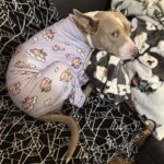 Urla alla vista di Marv, ma il pitbull resta immobile e non reagisce