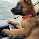 Cucciolo di malinois abbandonato sulla strada trova una nuova casa