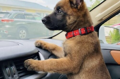 Cucciolo di malinois abbandonato sulla strada trova una nuova casa Il cane, ritrovato tra Lione e Grenoble, aveva un microchip collegato a un’abitazione disabitata. Ora si chiama Nox. Tremava sul bordo di una strada poco trafficata, incapace di allontanarsi dal punto in cui era stato lasciato. A notarlo, nel pomeriggio del 7 novembre 2025, è stata una donna in viaggio da Lione a Grenoble. Il cucciolo, un giovane malinois, appariva disorientato e spaventato. Non aveva ferite evidenti, ma il suo comportamento lasciava intuire che fosse accaduto qualcosa poco prima. La donna si è fermata e ha chiesto informazioni alle persone presenti nella zona. Un dipendente di una stazione di servizio e un venditore ambulante le hanno riferito che, intorno alle 23 della sera precedente, un’automobile avrebbe rallentato lungo la strada. Qualcuno avrebbe quindi lanciato il cane dal finestrino, per poi ripartire rapidamente. Il cucciolo di malinois portato dal veterinario Dopo averlo raccolto, la donna ha accompagnato immediatamente l’animale in una clinica veterinaria d’urgenza. Gli accertamenti hanno escluso traumi importanti. Il cucciolo presentava soltanto alcuni graffi superficiali, mentre le sue condizioni generali risultavano stabili. A preoccupare maggiormente era il forte stato di paura. Durante la visita, il veterinario ha verificato la presenza del microchip. Il dispositivo era regolarmente impiantato e conteneva i dati riconducibili a un precedente proprietario. Per qualche minuto, il ritrovamento del microchip ha fatto pensare a uno smarrimento e alla possibilità che qualcuno stesse cercando il cane. Il numero telefonico registrato, però, non risultava più attivo. L’indirizzo associato conduceva a un piccolo comune dell’Ardèche. L’indirizzo del microchip porta a una casa abbandonata La mattina seguente, la donna si è recata personalmente all’indirizzo indicato nei dati identificativi dell’animale. L’abitazione era chiusa e murata. Secondo quanto appreso sul posto, la casa risultava disabitata da diversi anni. Non c’erano residenti ai quali chiedere informazioni né persone che potessero chiarire a chi appartenesse il cucciolo. A quel punto sono iniziati i contatti con diversi rifugi che non praticano l’eutanasia. Nessuna struttura, tuttavia, aveva posti disponibili. La risposta ricevuta è stata sempre la stessa: “Siamo al completo.” Di fronte all’impossibilità di affidarlo a un’associazione, la donna ha deciso di tenerlo con sé. Il nuovo nome e il timore di una richiesta di restituzione Il cucciolo è stato chiamato Nox e ha iniziato a vivere nella sua nuova casa. Dopo l’abbandono lungo la strada, ha ricevuto cure, cibo e un ambiente stabile. Rimane, tuttavia, il dubbio legato alla sua posizione formale. Il microchip risulta ancora collegato a dati non aggiornati e a un’abitazione ormai inutilizzata. La donna teme che, in futuro, qualcuno possa presentarsi sostenendo di essere il proprietario del cane e chiedendone la restituzione. Per questo motivo, sarà necessario ricostruire ufficialmente la provenienza dell’animale e completare le procedure previste per aggiornare l’intestazione del microchip. La certezza, per chi lo ha raccolto, è una sola: Nox non è stato sottratto a una famiglia. È stato trovato solo, impaurito e abbandonato lungo una strada.