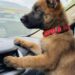Cucciolo di malinois abbandonato sulla strada trova una nuova casa Il cane, ritrovato tra Lione e Grenoble, aveva un microchip collegato a un’abitazione disabitata. Ora si chiama Nox. Tremava sul bordo di una strada poco trafficata, incapace di allontanarsi dal punto in cui era stato lasciato. A notarlo, nel pomeriggio del 7 novembre 2025, è stata una donna in viaggio da Lione a Grenoble. Il cucciolo, un giovane malinois, appariva disorientato e spaventato. Non aveva ferite evidenti, ma il suo comportamento lasciava intuire che fosse accaduto qualcosa poco prima. La donna si è fermata e ha chiesto informazioni alle persone presenti nella zona. Un dipendente di una stazione di servizio e un venditore ambulante le hanno riferito che, intorno alle 23 della sera precedente, un’automobile avrebbe rallentato lungo la strada. Qualcuno avrebbe quindi lanciato il cane dal finestrino, per poi ripartire rapidamente. Il cucciolo di malinois portato dal veterinario Dopo averlo raccolto, la donna ha accompagnato immediatamente l’animale in una clinica veterinaria d’urgenza. Gli accertamenti hanno escluso traumi importanti. Il cucciolo presentava soltanto alcuni graffi superficiali, mentre le sue condizioni generali risultavano stabili. A preoccupare maggiormente era il forte stato di paura. Durante la visita, il veterinario ha verificato la presenza del microchip. Il dispositivo era regolarmente impiantato e conteneva i dati riconducibili a un precedente proprietario. Per qualche minuto, il ritrovamento del microchip ha fatto pensare a uno smarrimento e alla possibilità che qualcuno stesse cercando il cane. Il numero telefonico registrato, però, non risultava più attivo. L’indirizzo associato conduceva a un piccolo comune dell’Ardèche. L’indirizzo del microchip porta a una casa abbandonata La mattina seguente, la donna si è recata personalmente all’indirizzo indicato nei dati identificativi dell’animale. L’abitazione era chiusa e murata. Secondo quanto appreso sul posto, la casa risultava disabitata da diversi anni. Non c’erano residenti ai quali chiedere informazioni né persone che potessero chiarire a chi appartenesse il cucciolo. A quel punto sono iniziati i contatti con diversi rifugi che non praticano l’eutanasia. Nessuna struttura, tuttavia, aveva posti disponibili. La risposta ricevuta è stata sempre la stessa: “Siamo al completo.” Di fronte all’impossibilità di affidarlo a un’associazione, la donna ha deciso di tenerlo con sé. Il nuovo nome e il timore di una richiesta di restituzione Il cucciolo è stato chiamato Nox e ha iniziato a vivere nella sua nuova casa. Dopo l’abbandono lungo la strada, ha ricevuto cure, cibo e un ambiente stabile. Rimane, tuttavia, il dubbio legato alla sua posizione formale. Il microchip risulta ancora collegato a dati non aggiornati e a un’abitazione ormai inutilizzata. La donna teme che, in futuro, qualcuno possa presentarsi sostenendo di essere il proprietario del cane e chiedendone la restituzione. Per questo motivo, sarà necessario ricostruire ufficialmente la provenienza dell’animale e completare le procedure previste per aggiornare l’intestazione del microchip. La certezza, per chi lo ha raccolto, è una sola: Nox non è stato sottratto a una famiglia. È stato trovato solo, impaurito e abbandonato lungo una strada.