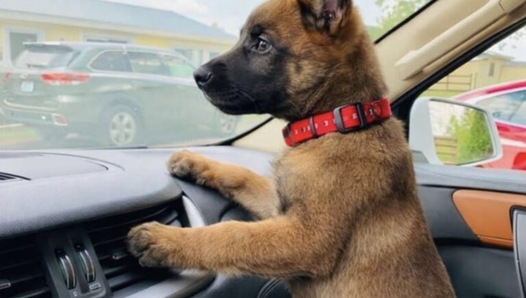 Cucciolo di malinois abbandonato sulla strada trova una nuova casa Il cane, ritrovato tra Lione e Grenoble, aveva un microchip collegato a un’abitazione disabitata. Ora si chiama Nox. Tremava sul bordo di una strada poco trafficata, incapace di allontanarsi dal punto in cui era stato lasciato. A notarlo, nel pomeriggio del 7 novembre 2025, è stata una donna in viaggio da Lione a Grenoble. Il cucciolo, un giovane malinois, appariva disorientato e spaventato. Non aveva ferite evidenti, ma il suo comportamento lasciava intuire che fosse accaduto qualcosa poco prima. La donna si è fermata e ha chiesto informazioni alle persone presenti nella zona. Un dipendente di una stazione di servizio e un venditore ambulante le hanno riferito che, intorno alle 23 della sera precedente, un’automobile avrebbe rallentato lungo la strada. Qualcuno avrebbe quindi lanciato il cane dal finestrino, per poi ripartire rapidamente. Il cucciolo di malinois portato dal veterinario Dopo averlo raccolto, la donna ha accompagnato immediatamente l’animale in una clinica veterinaria d’urgenza. Gli accertamenti hanno escluso traumi importanti. Il cucciolo presentava soltanto alcuni graffi superficiali, mentre le sue condizioni generali risultavano stabili. A preoccupare maggiormente era il forte stato di paura. Durante la visita, il veterinario ha verificato la presenza del microchip. Il dispositivo era regolarmente impiantato e conteneva i dati riconducibili a un precedente proprietario. Per qualche minuto, il ritrovamento del microchip ha fatto pensare a uno smarrimento e alla possibilità che qualcuno stesse cercando il cane. Il numero telefonico registrato, però, non risultava più attivo. L’indirizzo associato conduceva a un piccolo comune dell’Ardèche. L’indirizzo del microchip porta a una casa abbandonata La mattina seguente, la donna si è recata personalmente all’indirizzo indicato nei dati identificativi dell’animale. L’abitazione era chiusa e murata. Secondo quanto appreso sul posto, la casa risultava disabitata da diversi anni. Non c’erano residenti ai quali chiedere informazioni né persone che potessero chiarire a chi appartenesse il cucciolo. A quel punto sono iniziati i contatti con diversi rifugi che non praticano l’eutanasia. Nessuna struttura, tuttavia, aveva posti disponibili. La risposta ricevuta è stata sempre la stessa: “Siamo al completo.” Di fronte all’impossibilità di affidarlo a un’associazione, la donna ha deciso di tenerlo con sé. Il nuovo nome e il timore di una richiesta di restituzione Il cucciolo è stato chiamato Nox e ha iniziato a vivere nella sua nuova casa. Dopo l’abbandono lungo la strada, ha ricevuto cure, cibo e un ambiente stabile. Rimane, tuttavia, il dubbio legato alla sua posizione formale. Il microchip risulta ancora collegato a dati non aggiornati e a un’abitazione ormai inutilizzata. La donna teme che, in futuro, qualcuno possa presentarsi sostenendo di essere il proprietario del cane e chiedendone la restituzione. Per questo motivo, sarà necessario ricostruire ufficialmente la provenienza dell’animale e completare le procedure previste per aggiornare l’intestazione del microchip. La certezza, per chi lo ha raccolto, è una sola: Nox non è stato sottratto a una famiglia. È stato trovato solo, impaurito e abbandonato lungo una strada.