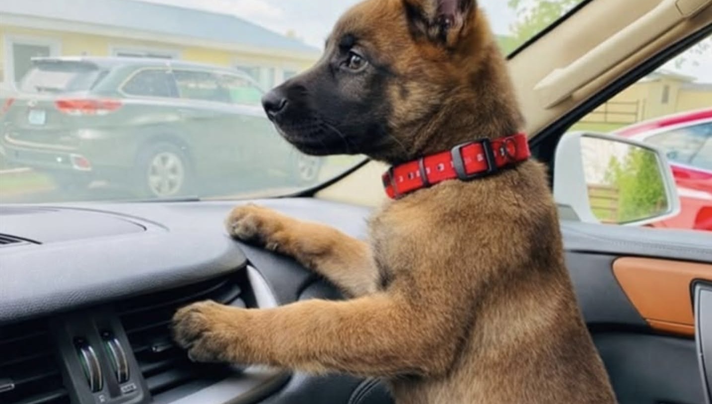 Cucciolo di malinois abbandonato sulla strada trova una nuova casa Il cane, ritrovato tra Lione e Grenoble, aveva un microchip collegato a un’abitazione disabitata. Ora si chiama Nox. Tremava sul bordo di una strada poco trafficata, incapace di allontanarsi dal punto in cui era stato lasciato. A notarlo, nel pomeriggio del 7 novembre 2025, è stata una donna in viaggio da Lione a Grenoble. Il cucciolo, un giovane malinois, appariva disorientato e spaventato. Non aveva ferite evidenti, ma il suo comportamento lasciava intuire che fosse accaduto qualcosa poco prima. La donna si è fermata e ha chiesto informazioni alle persone presenti nella zona. Un dipendente di una stazione di servizio e un venditore ambulante le hanno riferito che, intorno alle 23 della sera precedente, un’automobile avrebbe rallentato lungo la strada. Qualcuno avrebbe quindi lanciato il cane dal finestrino, per poi ripartire rapidamente. Il cucciolo di malinois portato dal veterinario Dopo averlo raccolto, la donna ha accompagnato immediatamente l’animale in una clinica veterinaria d’urgenza. Gli accertamenti hanno escluso traumi importanti. Il cucciolo presentava soltanto alcuni graffi superficiali, mentre le sue condizioni generali risultavano stabili. A preoccupare maggiormente era il forte stato di paura. Durante la visita, il veterinario ha verificato la presenza del microchip. Il dispositivo era regolarmente impiantato e conteneva i dati riconducibili a un precedente proprietario. Per qualche minuto, il ritrovamento del microchip ha fatto pensare a uno smarrimento e alla possibilità che qualcuno stesse cercando il cane. Il numero telefonico registrato, però, non risultava più attivo. L’indirizzo associato conduceva a un piccolo comune dell’Ardèche. L’indirizzo del microchip porta a una casa abbandonata La mattina seguente, la donna si è recata personalmente all’indirizzo indicato nei dati identificativi dell’animale. L’abitazione era chiusa e murata. Secondo quanto appreso sul posto, la casa risultava disabitata da diversi anni. Non c’erano residenti ai quali chiedere informazioni né persone che potessero chiarire a chi appartenesse il cucciolo. A quel punto sono iniziati i contatti con diversi rifugi che non praticano l’eutanasia. Nessuna struttura, tuttavia, aveva posti disponibili. La risposta ricevuta è stata sempre la stessa: “Siamo al completo.” Di fronte all’impossibilità di affidarlo a un’associazione, la donna ha deciso di tenerlo con sé. Il nuovo nome e il timore di una richiesta di restituzione Il cucciolo è stato chiamato Nox e ha iniziato a vivere nella sua nuova casa. Dopo l’abbandono lungo la strada, ha ricevuto cure, cibo e un ambiente stabile. Rimane, tuttavia, il dubbio legato alla sua posizione formale. Il microchip risulta ancora collegato a dati non aggiornati e a un’abitazione ormai inutilizzata. La donna teme che, in futuro, qualcuno possa presentarsi sostenendo di essere il proprietario del cane e chiedendone la restituzione. Per questo motivo, sarà necessario ricostruire ufficialmente la provenienza dell’animale e completare le procedure previste per aggiornare l’intestazione del microchip. La certezza, per chi lo ha raccolto, è una sola: Nox non è stato sottratto a una famiglia. È stato trovato solo, impaurito e abbandonato lungo una strada.