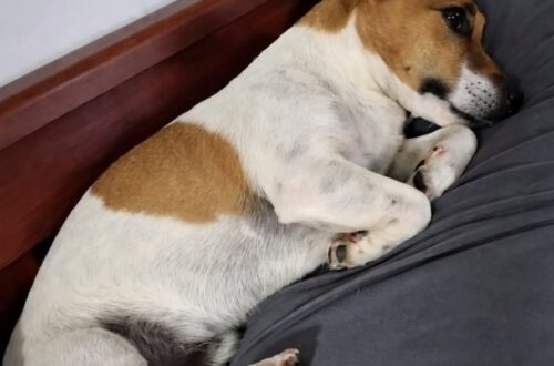 Il Jack Russell di 15 anni era stato affidato come adozione hospice. In poche settimane, però, ha ritrovato energie, abitudini e voglia di giocare. Quando Barnaby è arrivato nella sua nuova casa, tutti pensavano che avrebbe avuto davanti soltanto poche settimane. Aveva 15 anni, camminava lentamente, dormiva per gran parte della giornata e mostrava tutti i segni di un’età ormai avanzata. Sul modulo compilato dal rifugio compariva una definizione precisa: adozione hospice. La famiglia che aveva deciso di accoglierlo sapeva, almeno in teoria, che il proprio compito sarebbe stato quello di accompagnarlo con serenità nell’ultima parte della sua vita. Il piccolo Jack Russell era stato lasciato nella struttura perché non riusciva più a muoversi come un tempo e trascorreva molte ore a dormire. Chi lo aveva adottato si era quindi preparato a una convivenza breve, fatta soprattutto di assistenza e attenzioni. In casa erano state sistemate cucce ortopediche, rampe al posto delle scale e spazi facilmente accessibili. Ogni dettaglio era stato pensato per ridurre la fatica e offrirgli un ambiente tranquillo. Barnaby e le prime settimane nella nuova casa Durante i primi giorni, Barnaby ha fatto poco altro oltre a dormire. Si lasciava avvolgere dalle coperte e rimaneva fermo per ore, senza mostrare particolare interesse per ciò che accadeva intorno. Non sembrava però un sonno causato soltanto dalla debolezza. Era il riposo profondo di un animale che, dopo un periodo difficile, aveva finalmente smesso di sentirsi in pericolo. La seconda settimana ha iniziato a osservare con maggiore attenzione la casa e le persone che lo avevano accolto. Aveva compreso che non sarebbe stato riportato al rifugio e che quella sistemazione non era temporanea. Alla terza settimana è arrivato il primo cambiamento evidente. Barnaby ha trovato un vecchio giocattolo già consumato e ha cominciato a portarlo con sé da una stanza all’altra. Da quel momento, il cane descritto come prossimo alla fine ha mostrato un comportamento completamente diverso. Il cane che faticava a camminare ricomincia a trotterellare “Quello che faceva fatica persino a camminare” ha iniziato a muoversi per casa con maggiore sicurezza, stringendo il giocattolo tra i denti. Anche le sue abitudini quotidiane sono cambiate. Il Jack Russell che, secondo quanto riferito al rifugio, “dormiva troppo” ha cominciato a svegliare la famiglia nelle prime ore del mattino, pronto a uscire e a iniziare la giornata. La lentezza non è scomparsa completamente e l’età continua a farsi sentire, ma Barnaby ha recuperato interesse per l’ambiente, per il cibo e per il gioco. La sera si addormenta ancora accanto al suo giocattolo, che conserva vicino al corpo anche durante il riposo. È diventato l’oggetto a cui sembra affidare la sicurezza ritrovata nella nuova casa. Una seconda possibilità per il Jack Russell di 15 anni Con il passare delle settimane, la famiglia ha iniziato a rileggere in modo diverso le condizioni del cane. Barnaby non era necessariamente arrivato al termine della propria vita. Era anziano e affaticato, ma portava anche i segni della solitudine e dell’abbandono. La mancanza di stimoli, il pavimento freddo del rifugio e l’assenza di una presenza stabile avevano probabilmente inciso sul suo comportamento. Una volta tornato in un ambiente domestico, il cane ha recuperato gradualmente alcune delle sue vecchie abitudini. Oggi Barnaby ha ancora 15 anni. Cerca di sottrarre il cibo quando nessuno lo controlla, percorre il tragitto fino al giardino con passo più deciso e continua a portare ovunque lo stesso giocattolo. L’adozione nata con l’idea di offrirgli soltanto un luogo sereno per l’ultimo periodo si è trasformata in una nuova fase della sua vita. La famiglia si era preparata a un addio ravvicinato. Barnaby, invece, ha ricominciato a vivere la quotidianità di casa.