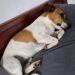 Il Jack Russell di 15 anni era stato affidato come adozione hospice. In poche settimane, però, ha ritrovato energie, abitudini e voglia di giocare. Quando Barnaby è arrivato nella sua nuova casa, tutti pensavano che avrebbe avuto davanti soltanto poche settimane. Aveva 15 anni, camminava lentamente, dormiva per gran parte della giornata e mostrava tutti i segni di un’età ormai avanzata. Sul modulo compilato dal rifugio compariva una definizione precisa: adozione hospice. La famiglia che aveva deciso di accoglierlo sapeva, almeno in teoria, che il proprio compito sarebbe stato quello di accompagnarlo con serenità nell’ultima parte della sua vita. Il piccolo Jack Russell era stato lasciato nella struttura perché non riusciva più a muoversi come un tempo e trascorreva molte ore a dormire. Chi lo aveva adottato si era quindi preparato a una convivenza breve, fatta soprattutto di assistenza e attenzioni. In casa erano state sistemate cucce ortopediche, rampe al posto delle scale e spazi facilmente accessibili. Ogni dettaglio era stato pensato per ridurre la fatica e offrirgli un ambiente tranquillo. Barnaby e le prime settimane nella nuova casa Durante i primi giorni, Barnaby ha fatto poco altro oltre a dormire. Si lasciava avvolgere dalle coperte e rimaneva fermo per ore, senza mostrare particolare interesse per ciò che accadeva intorno. Non sembrava però un sonno causato soltanto dalla debolezza. Era il riposo profondo di un animale che, dopo un periodo difficile, aveva finalmente smesso di sentirsi in pericolo. La seconda settimana ha iniziato a osservare con maggiore attenzione la casa e le persone che lo avevano accolto. Aveva compreso che non sarebbe stato riportato al rifugio e che quella sistemazione non era temporanea. Alla terza settimana è arrivato il primo cambiamento evidente. Barnaby ha trovato un vecchio giocattolo già consumato e ha cominciato a portarlo con sé da una stanza all’altra. Da quel momento, il cane descritto come prossimo alla fine ha mostrato un comportamento completamente diverso. Il cane che faticava a camminare ricomincia a trotterellare “Quello che faceva fatica persino a camminare” ha iniziato a muoversi per casa con maggiore sicurezza, stringendo il giocattolo tra i denti. Anche le sue abitudini quotidiane sono cambiate. Il Jack Russell che, secondo quanto riferito al rifugio, “dormiva troppo” ha cominciato a svegliare la famiglia nelle prime ore del mattino, pronto a uscire e a iniziare la giornata. La lentezza non è scomparsa completamente e l’età continua a farsi sentire, ma Barnaby ha recuperato interesse per l’ambiente, per il cibo e per il gioco. La sera si addormenta ancora accanto al suo giocattolo, che conserva vicino al corpo anche durante il riposo. È diventato l’oggetto a cui sembra affidare la sicurezza ritrovata nella nuova casa. Una seconda possibilità per il Jack Russell di 15 anni Con il passare delle settimane, la famiglia ha iniziato a rileggere in modo diverso le condizioni del cane. Barnaby non era necessariamente arrivato al termine della propria vita. Era anziano e affaticato, ma portava anche i segni della solitudine e dell’abbandono. La mancanza di stimoli, il pavimento freddo del rifugio e l’assenza di una presenza stabile avevano probabilmente inciso sul suo comportamento. Una volta tornato in un ambiente domestico, il cane ha recuperato gradualmente alcune delle sue vecchie abitudini. Oggi Barnaby ha ancora 15 anni. Cerca di sottrarre il cibo quando nessuno lo controlla, percorre il tragitto fino al giardino con passo più deciso e continua a portare ovunque lo stesso giocattolo. L’adozione nata con l’idea di offrirgli soltanto un luogo sereno per l’ultimo periodo si è trasformata in una nuova fase della sua vita. La famiglia si era preparata a un addio ravvicinato. Barnaby, invece, ha ricominciato a vivere la quotidianità di casa.
