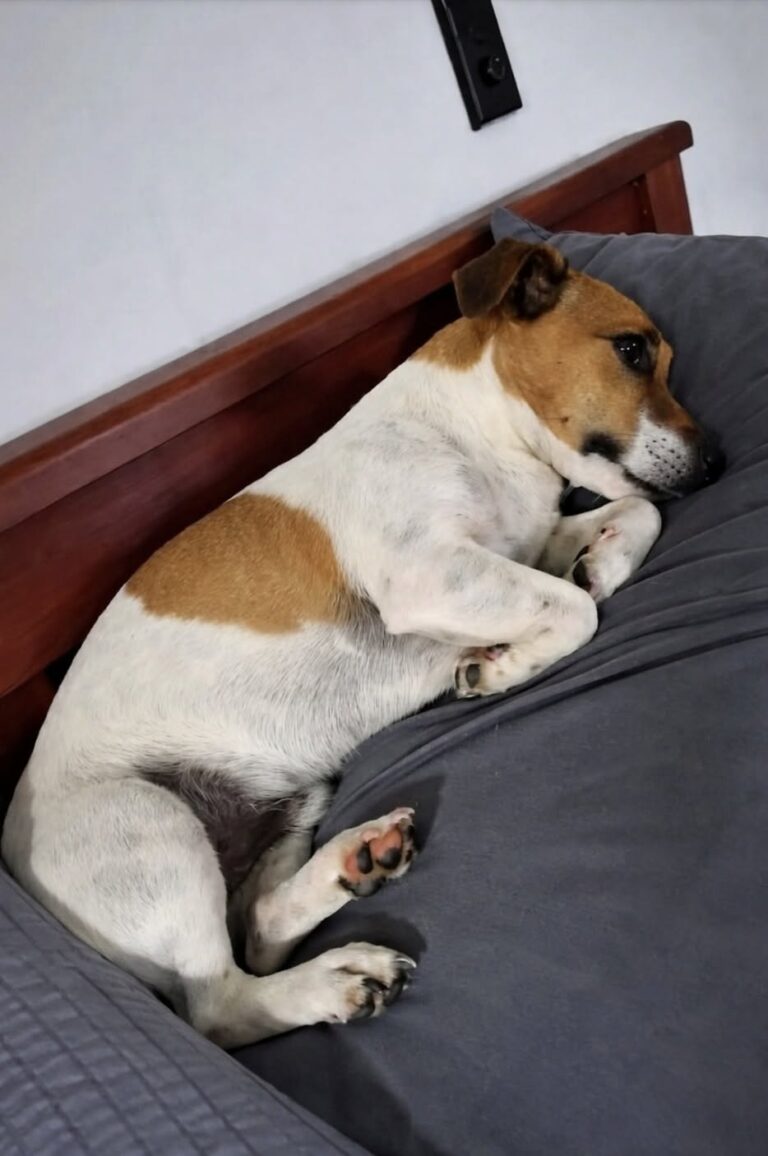 Il Jack Russell di 15 anni era stato affidato come adozione hospice. In poche settimane, però, ha ritrovato energie, abitudini e voglia di giocare. Quando Barnaby è arrivato nella sua nuova casa, tutti pensavano che avrebbe avuto davanti soltanto poche settimane. Aveva 15 anni, camminava lentamente, dormiva per gran parte della giornata e mostrava tutti i segni di un’età ormai avanzata. Sul modulo compilato dal rifugio compariva una definizione precisa: adozione hospice. La famiglia che aveva deciso di accoglierlo sapeva, almeno in teoria, che il proprio compito sarebbe stato quello di accompagnarlo con serenità nell’ultima parte della sua vita. Il piccolo Jack Russell era stato lasciato nella struttura perché non riusciva più a muoversi come un tempo e trascorreva molte ore a dormire. Chi lo aveva adottato si era quindi preparato a una convivenza breve, fatta soprattutto di assistenza e attenzioni. In casa erano state sistemate cucce ortopediche, rampe al posto delle scale e spazi facilmente accessibili. Ogni dettaglio era stato pensato per ridurre la fatica e offrirgli un ambiente tranquillo. Barnaby e le prime settimane nella nuova casa Durante i primi giorni, Barnaby ha fatto poco altro oltre a dormire. Si lasciava avvolgere dalle coperte e rimaneva fermo per ore, senza mostrare particolare interesse per ciò che accadeva intorno. Non sembrava però un sonno causato soltanto dalla debolezza. Era il riposo profondo di un animale che, dopo un periodo difficile, aveva finalmente smesso di sentirsi in pericolo. La seconda settimana ha iniziato a osservare con maggiore attenzione la casa e le persone che lo avevano accolto. Aveva compreso che non sarebbe stato riportato al rifugio e che quella sistemazione non era temporanea. Alla terza settimana è arrivato il primo cambiamento evidente. Barnaby ha trovato un vecchio giocattolo già consumato e ha cominciato a portarlo con sé da una stanza all’altra. Da quel momento, il cane descritto come prossimo alla fine ha mostrato un comportamento completamente diverso. Il cane che faticava a camminare ricomincia a trotterellare “Quello che faceva fatica persino a camminare” ha iniziato a muoversi per casa con maggiore sicurezza, stringendo il giocattolo tra i denti. Anche le sue abitudini quotidiane sono cambiate. Il Jack Russell che, secondo quanto riferito al rifugio, “dormiva troppo” ha cominciato a svegliare la famiglia nelle prime ore del mattino, pronto a uscire e a iniziare la giornata. La lentezza non è scomparsa completamente e l’età continua a farsi sentire, ma Barnaby ha recuperato interesse per l’ambiente, per il cibo e per il gioco. La sera si addormenta ancora accanto al suo giocattolo, che conserva vicino al corpo anche durante il riposo. È diventato l’oggetto a cui sembra affidare la sicurezza ritrovata nella nuova casa. Una seconda possibilità per il Jack Russell di 15 anni Con il passare delle settimane, la famiglia ha iniziato a rileggere in modo diverso le condizioni del cane. Barnaby non era necessariamente arrivato al termine della propria vita. Era anziano e affaticato, ma portava anche i segni della solitudine e dell’abbandono. La mancanza di stimoli, il pavimento freddo del rifugio e l’assenza di una presenza stabile avevano probabilmente inciso sul suo comportamento. Una volta tornato in un ambiente domestico, il cane ha recuperato gradualmente alcune delle sue vecchie abitudini. Oggi Barnaby ha ancora 15 anni. Cerca di sottrarre il cibo quando nessuno lo controlla, percorre il tragitto fino al giardino con passo più deciso e continua a portare ovunque lo stesso giocattolo. L’adozione nata con l’idea di offrirgli soltanto un luogo sereno per l’ultimo periodo si è trasformata in una nuova fase della sua vita. La famiglia si era preparata a un addio ravvicinato. Barnaby, invece, ha ricominciato a vivere la quotidianità di casa.