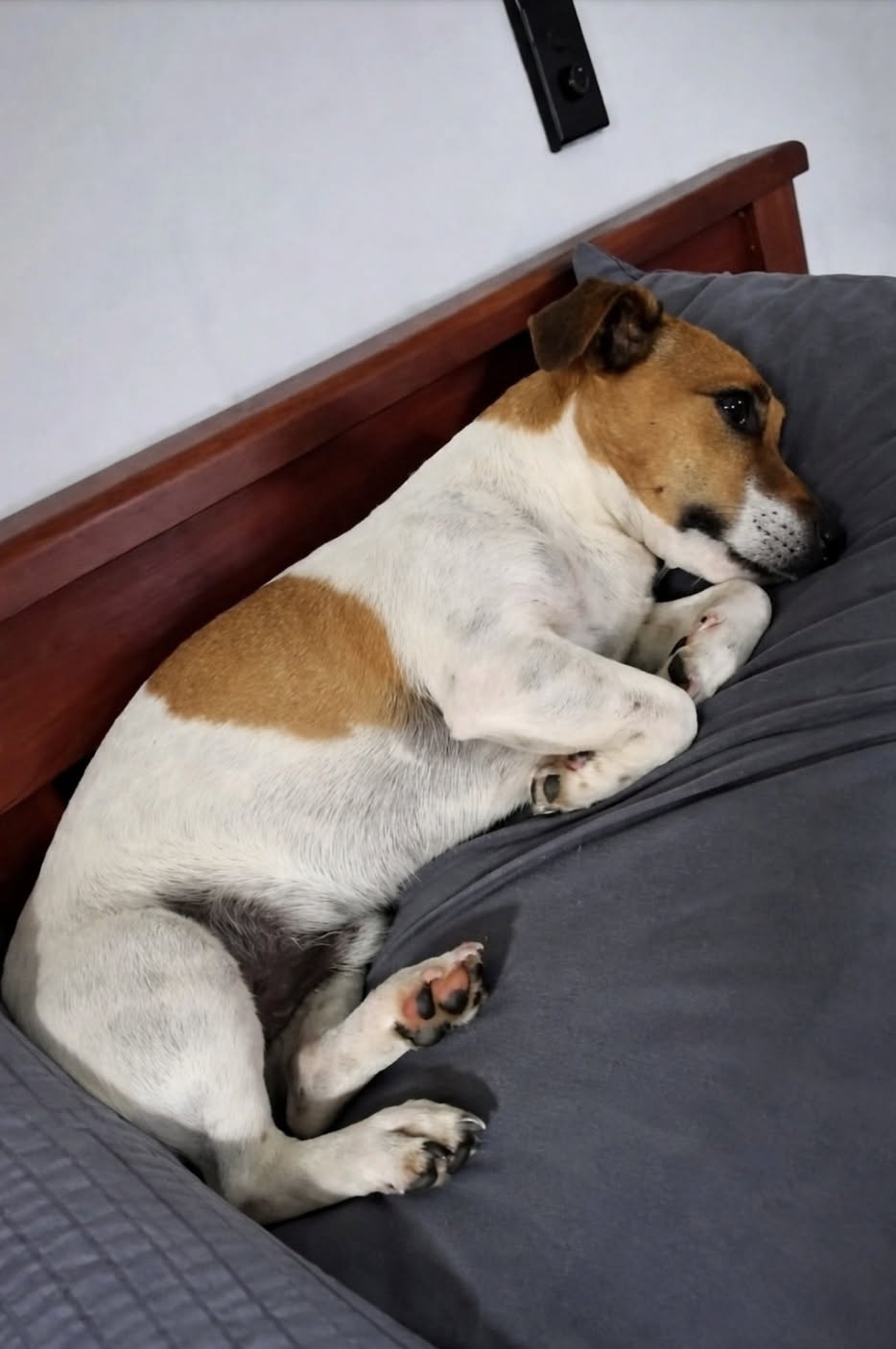 Il Jack Russell di 15 anni era stato affidato come adozione hospice. In poche settimane, però, ha ritrovato energie, abitudini e voglia di giocare. Quando Barnaby è arrivato nella sua nuova casa, tutti pensavano che avrebbe avuto davanti soltanto poche settimane. Aveva 15 anni, camminava lentamente, dormiva per gran parte della giornata e mostrava tutti i segni di un’età ormai avanzata. Sul modulo compilato dal rifugio compariva una definizione precisa: adozione hospice. La famiglia che aveva deciso di accoglierlo sapeva, almeno in teoria, che il proprio compito sarebbe stato quello di accompagnarlo con serenità nell’ultima parte della sua vita. Il piccolo Jack Russell era stato lasciato nella struttura perché non riusciva più a muoversi come un tempo e trascorreva molte ore a dormire. Chi lo aveva adottato si era quindi preparato a una convivenza breve, fatta soprattutto di assistenza e attenzioni. In casa erano state sistemate cucce ortopediche, rampe al posto delle scale e spazi facilmente accessibili. Ogni dettaglio era stato pensato per ridurre la fatica e offrirgli un ambiente tranquillo. Barnaby e le prime settimane nella nuova casa Durante i primi giorni, Barnaby ha fatto poco altro oltre a dormire. Si lasciava avvolgere dalle coperte e rimaneva fermo per ore, senza mostrare particolare interesse per ciò che accadeva intorno. Non sembrava però un sonno causato soltanto dalla debolezza. Era il riposo profondo di un animale che, dopo un periodo difficile, aveva finalmente smesso di sentirsi in pericolo. La seconda settimana ha iniziato a osservare con maggiore attenzione la casa e le persone che lo avevano accolto. Aveva compreso che non sarebbe stato riportato al rifugio e che quella sistemazione non era temporanea. Alla terza settimana è arrivato il primo cambiamento evidente. Barnaby ha trovato un vecchio giocattolo già consumato e ha cominciato a portarlo con sé da una stanza all’altra. Da quel momento, il cane descritto come prossimo alla fine ha mostrato un comportamento completamente diverso. Il cane che faticava a camminare ricomincia a trotterellare “Quello che faceva fatica persino a camminare” ha iniziato a muoversi per casa con maggiore sicurezza, stringendo il giocattolo tra i denti. Anche le sue abitudini quotidiane sono cambiate. Il Jack Russell che, secondo quanto riferito al rifugio, “dormiva troppo” ha cominciato a svegliare la famiglia nelle prime ore del mattino, pronto a uscire e a iniziare la giornata. La lentezza non è scomparsa completamente e l’età continua a farsi sentire, ma Barnaby ha recuperato interesse per l’ambiente, per il cibo e per il gioco. La sera si addormenta ancora accanto al suo giocattolo, che conserva vicino al corpo anche durante il riposo. È diventato l’oggetto a cui sembra affidare la sicurezza ritrovata nella nuova casa. Una seconda possibilità per il Jack Russell di 15 anni Con il passare delle settimane, la famiglia ha iniziato a rileggere in modo diverso le condizioni del cane. Barnaby non era necessariamente arrivato al termine della propria vita. Era anziano e affaticato, ma portava anche i segni della solitudine e dell’abbandono. La mancanza di stimoli, il pavimento freddo del rifugio e l’assenza di una presenza stabile avevano probabilmente inciso sul suo comportamento. Una volta tornato in un ambiente domestico, il cane ha recuperato gradualmente alcune delle sue vecchie abitudini. Oggi Barnaby ha ancora 15 anni. Cerca di sottrarre il cibo quando nessuno lo controlla, percorre il tragitto fino al giardino con passo più deciso e continua a portare ovunque lo stesso giocattolo. L’adozione nata con l’idea di offrirgli soltanto un luogo sereno per l’ultimo periodo si è trasformata in una nuova fase della sua vita. La famiglia si era preparata a un addio ravvicinato. Barnaby, invece, ha ricominciato a vivere la quotidianità di casa.