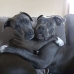 Rocco e Diesel trovati legati insieme, ora affrontano nella stessa casa il percorso di recupero