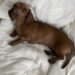 La cagnolina ha perso conoscenza durante il tragitto verso il veterinario. Due dosi di antiveleno le hanno permesso di tornare a casa.