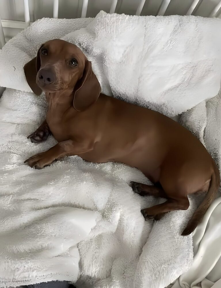 La cagnolina ha perso conoscenza durante il tragitto verso il veterinario. Due dosi di antiveleno le hanno permesso di tornare a casa.