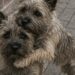 Recuperati insieme dopo l’abbandono, due cani adulti hanno continuato a cercarsi e a proteggersi a vicenda.