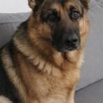 Primo giorno nella nuova casa per un cane salvato: resta immobile sul divano e inizia a fidarsi