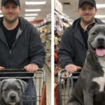 Entra nel negozio per comprare cibo e torna a casa con un Pitbull
