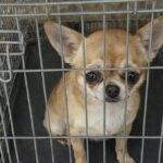 Chihuahua abbandonata di notte davanti al rifugio: le telecamere riprendono tutto