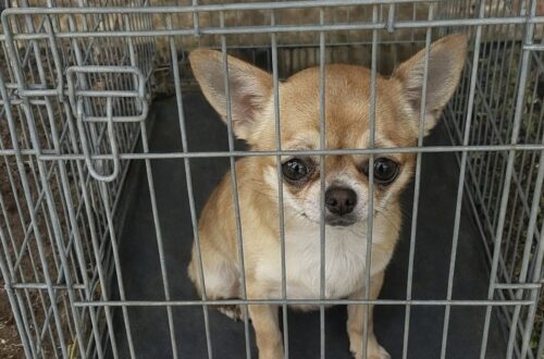La cagnolina è stata trovata al mattino dentro un trasportino, infreddolita e spaventata. Il rifugio annuncia azioni legali.