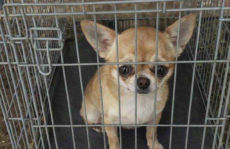 La cagnolina è stata trovata al mattino dentro un trasportino, infreddolita e spaventata. Il rifugio annuncia azioni legali.