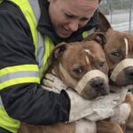 Due pitbull trovati in un cassonetto con il muso bloccato dal nastro adesivo